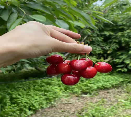 천안푸름체리농원