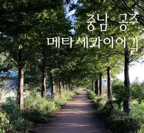 공주 메타세콰이어길