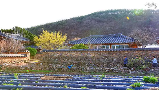 산청 단계마을 돌담길