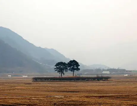 평사리부부소나무